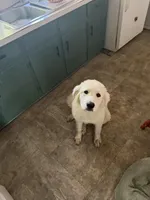 T, a female Great Pyrenees for sale in Trade, TN – 4 of 4