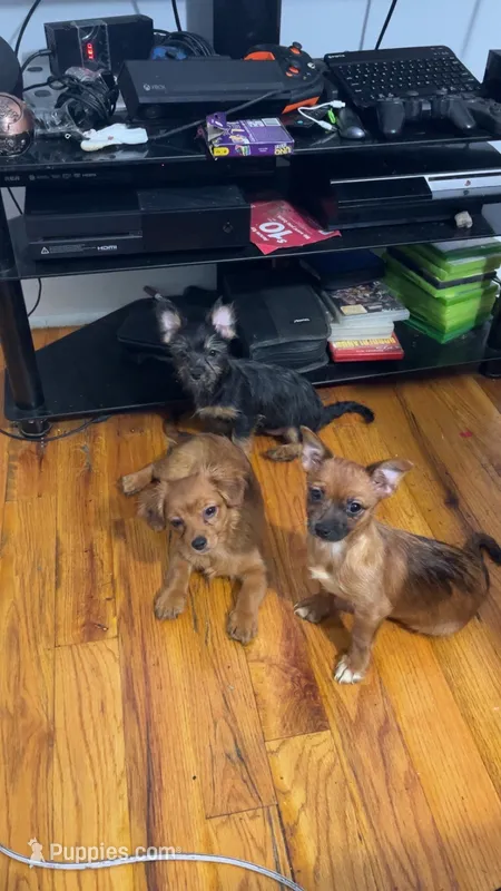 Stella – Pomeranian, Yorkshire Terrier puppy for sale in Newark, NJ