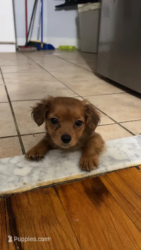 Joy – Pomeranian, Yorkshire Terrier puppy for sale in Newark, NJ
