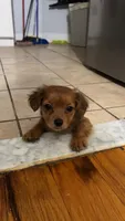 Joy, a female Pomeranian and Yorkshire Terrier for sale in Newark, NJ – 1 of 10