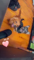 Joy, a female Pomeranian and Yorkshire Terrier for sale in Newark, NJ – 7 of 10