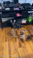 Joy, a female Pomeranian and Yorkshire Terrier for sale in Newark, NJ – 6 of 10
