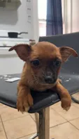 Stella, a female Pomeranian and Yorkshire Terrier for sale in Newark, NJ – 4 of 10
