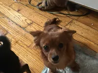 Joy, a female Pomeranian and Yorkshire Terrier for sale in Newark, NJ – 10 of 10