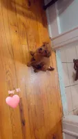 Joy, a female Pomeranian and Yorkshire Terrier for sale in Newark, NJ – 4 of 10