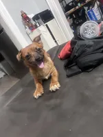 Stella, a female Pomeranian and Yorkshire Terrier for sale in Newark, NJ – 8 of 10