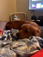 Joy, a female Pomeranian and Yorkshire Terrier for sale in Newark, NJ – 8 of 10