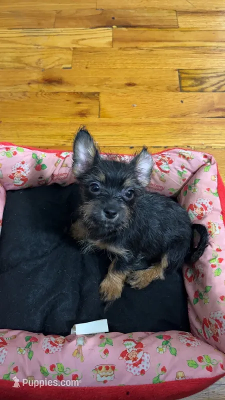 Luna – Pomeranian, Yorkshire Terrier puppy for sale in Newark, NJ