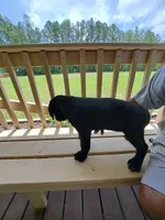 Liz, a female Cane Corso for sale in Springfield, GA – 4 of 5