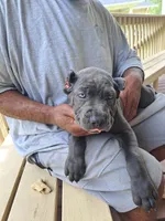 Isis, a female Cane Corso for sale in Springfield, GA – 4 of 7