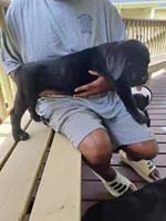 Liz, a female Cane Corso for sale in Springfield, GA – 3 of 5