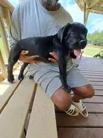 Liz, a female Cane Corso for sale in Springfield, GA – 5 of 5