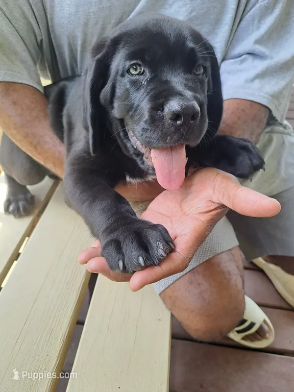 Liz – Cane Corso puppy for sale in Springfield, GA