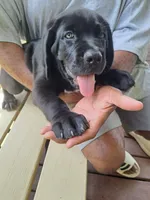 Liz, a female Cane Corso for sale in Springfield, GA – 1 of 5