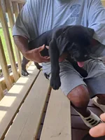 Liz, a female Cane Corso for sale in Springfield, GA – 2 of 5
