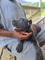 Isis, a female Cane Corso for sale in Springfield, GA – 1 of 7