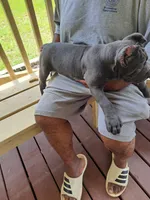 Isis, a female Cane Corso for sale in Springfield, GA – 5 of 7