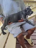 Isis, a female Cane Corso for sale in Springfield, GA – 3 of 7