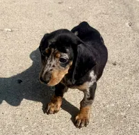 Lollie, a female Miniature Dachshund for sale in Milwaukee, WI – 6 of 10