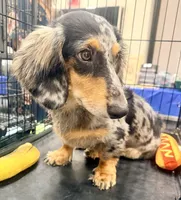 Chipper , a male Miniature Dachshund for sale in Milwaukee, WI – 7 of 7