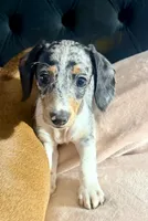Cupcake , a female Miniature Dachshund for sale in Milwaukee, WI – 2 of 2