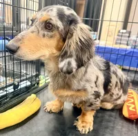 Chipper , a male Miniature Dachshund for sale in Milwaukee, WI – 6 of 7