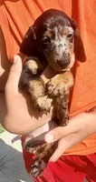 Lollie, a female Miniature Dachshund for sale in Milwaukee, WI – 1 of 10