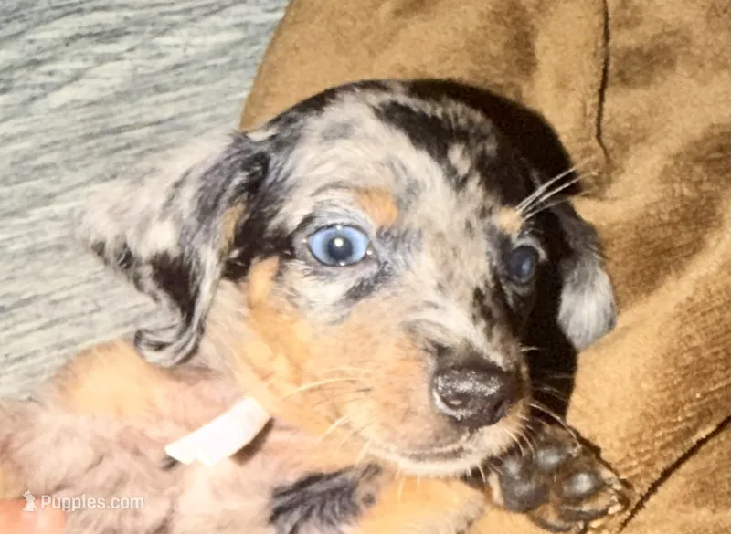 Oreos – Miniature Dachshund puppy for sale in Milwaukee, WI