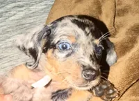 Oreos, a male Miniature Dachshund for sale in Milwaukee, WI – 1 of 5