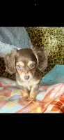 Snickerdoodle , a male Dachshund for sale in Milwaukee, WI – 2 of 2