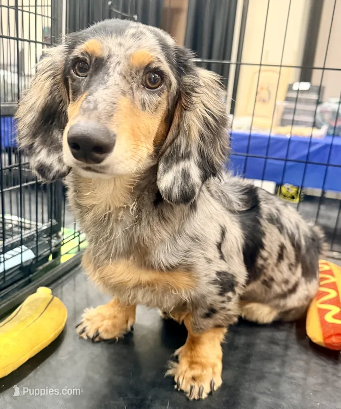 Chipper  – Miniature Dachshund puppy for sale in Milwaukee, WI