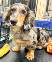 Chipper , a male Miniature Dachshund for sale in Milwaukee, WI – 1 of 7