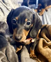Bubbles , a female Miniature Dachshund for sale in Milwaukee, WI – 1 of 1