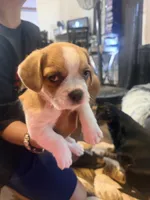Patches , a male French Bulldog and Pug for sale in Milwaukee, WI – 3 of 3