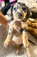 Oreos, a male Miniature Dachshund for sale in Milwaukee, WI – 3 of 5