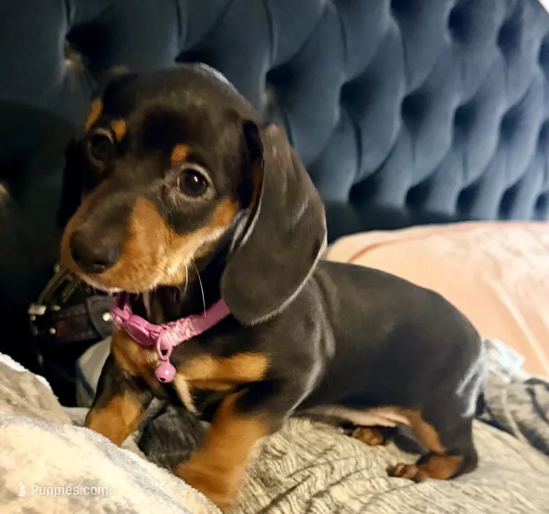 Candi – Miniature Dachshund puppy for sale in Milwaukee, WI