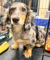 Chipper , a male Miniature Dachshund for sale in Milwaukee, WI – 5 of 7