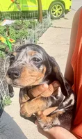 Lollie, a female Miniature Dachshund for sale in Milwaukee, WI – 8 of 10
