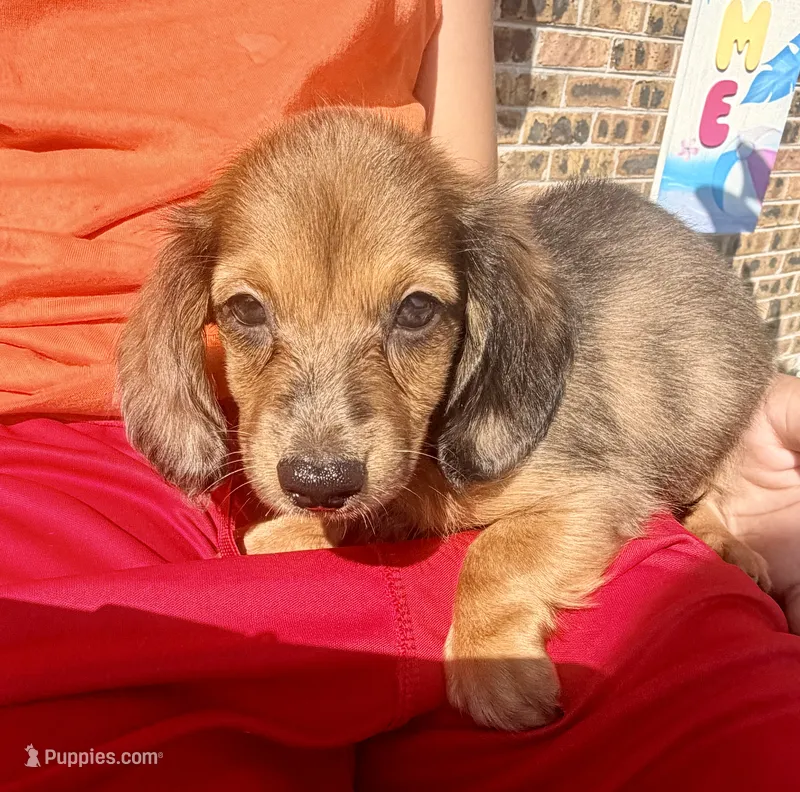 Teddy – Miniature Dachshund puppy for sale in Milwaukee, WI