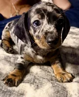 Wiggles, a male Dachshund for sale in Milwaukee, WI – Photo 5 of 8