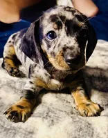 Wiggles, a male Dachshund for sale in Milwaukee, WI – Photo 2 of 8