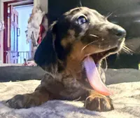 Wiggles, a male Dachshund for sale in Milwaukee, WI – Photo 6 of 8