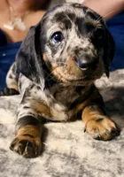 Wiggles, a male Dachshund for sale in Milwaukee, WI – Photo 3 of 8