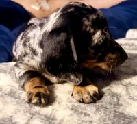 Wiggles, a male Dachshund for sale in Milwaukee, WI – Photo 4 of 8