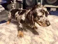 Wiggles, a male Dachshund for sale in Milwaukee, WI – Photo 7 of 8