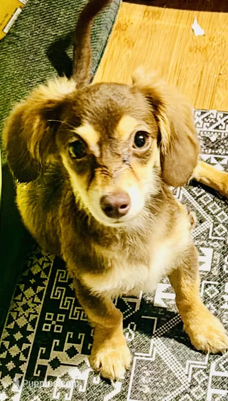 Snickerdoodle  – Dachshund puppy for sale in Milwaukee, WI