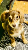 Snickerdoodle , a male Dachshund for sale in Milwaukee, WI – 1 of 2