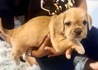 Dolly, a female French Bulldog and Pug for sale in Milwaukee, WI – 2 of 3
