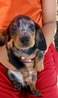 Lollie, a female Miniature Dachshund for sale in Milwaukee, WI – 2 of 10