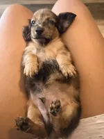 Teddy, a male Miniature Dachshund for sale in Milwaukee, WI – 2 of 2